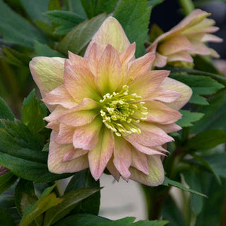 Hellebore 'Mother of the Bride'