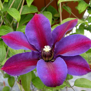 Clematis ‘Mrs. N. Thompson’