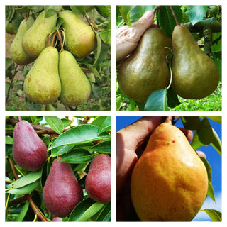 Pear - 4-Way Combination European Pear