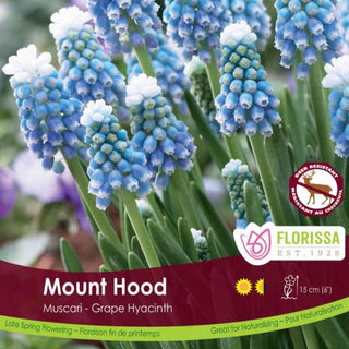 Muscari ‘Mount Hood’