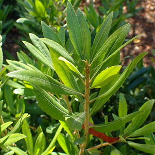 Myrica Californica