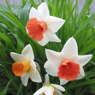 Narcissus ‘Chromacolor’