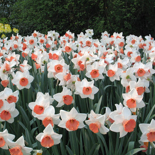 Narcissus ‘Chromacolor’