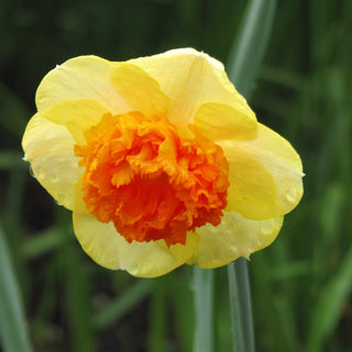 Narcissus ‘Coral Crown’