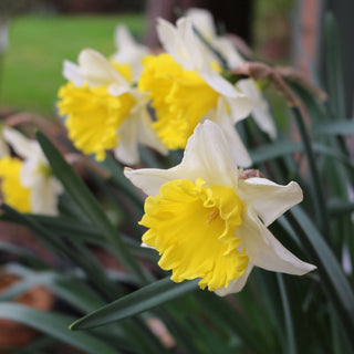 Narcissus ‘Angel’s Flute’