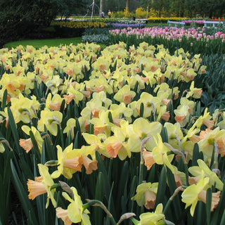 Narcissus ‘Carice’