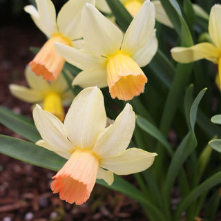 Narcissus ‘Carice’