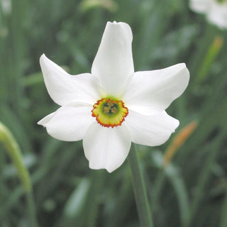 Narcissus ‘Poeticus Recurvus’