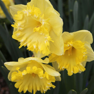 Narcissus ‘Snowtip’