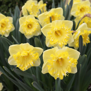 Narcissus ‘Snowtip’