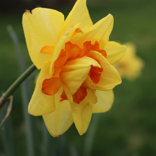 Narcissus ‘Tahiti’