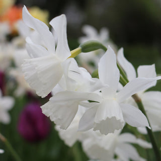 Narcissus ‘Thalia’