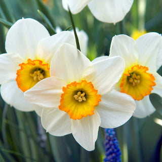 Narcissus ‘Flower Record’ 