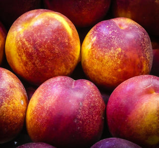 Nectarine - Prunus persica var. nucipersica ‘Flavortop’