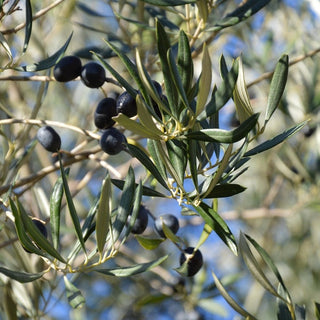 Olive - Olea europaea ‘Black Pearl’