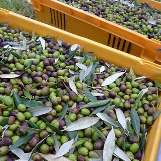 Olive - Olea europaea ‘Leccino’