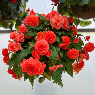 Orange Solenia Begonia Moss Hanging Basket