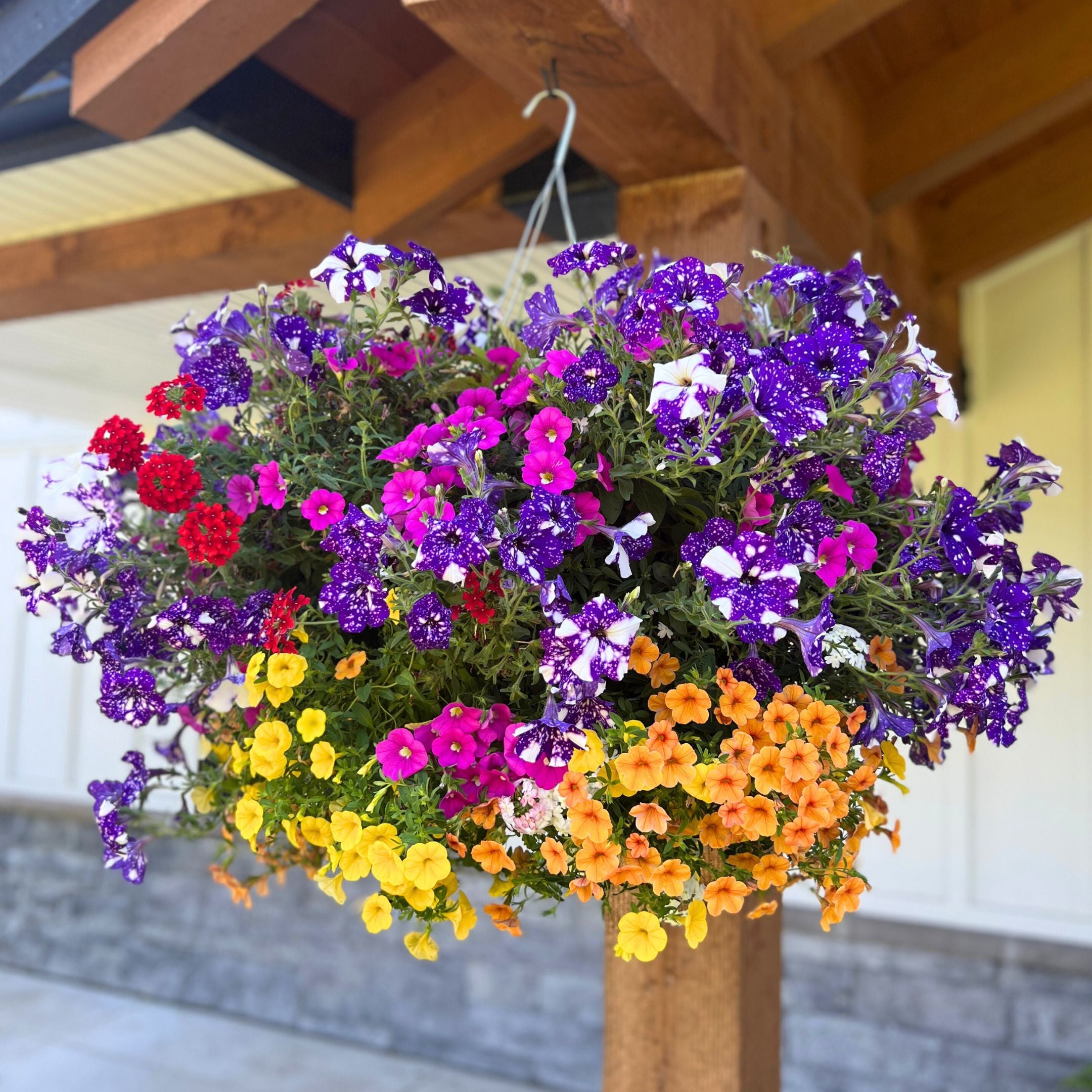 rainbow moss hanging plant Preorder Over the Rainbow Moss Hanging Basket