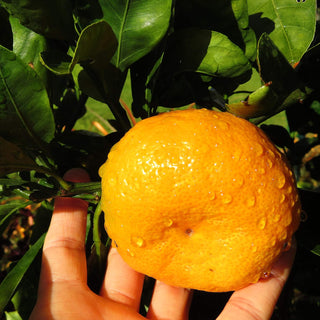 Owari Satsuma Mandarin Orange (Citrus unshiu)