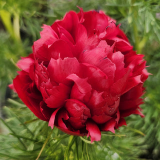 Plena Fernleaf Peony