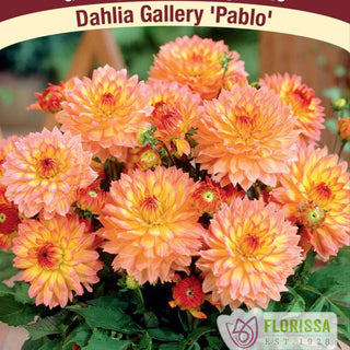 Dahlia ‘Pablo’