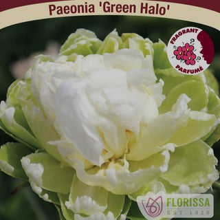 Peony Green Halo