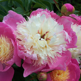 Paeonia Lactiflora Bowl Of Beauty