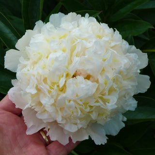 Paeonia Lactiflora Duchese De Nemours