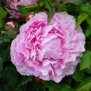 Peony Sarah Bernhardt