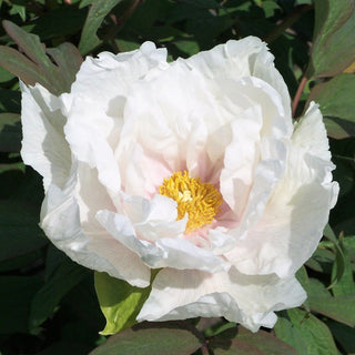 Peony Penkaku