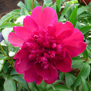 Paeonia Inspecteur Lavergne