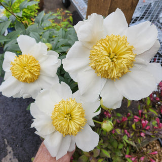 Peony Moon of Nippon