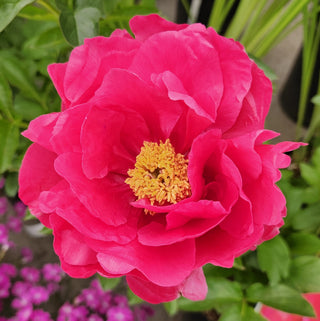 Peony Paula Fay