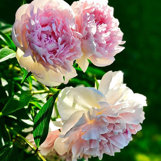 Peony Peaches and Cream