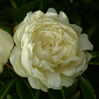 Peony Shirley Temple