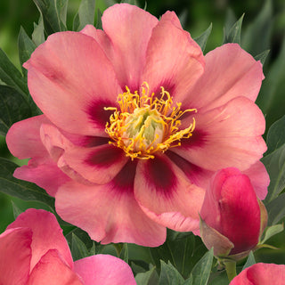 Peony Old Rose Dandy