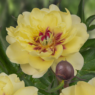 Peony Waterlily