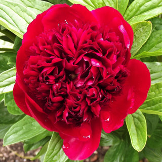 Peony Red Charm