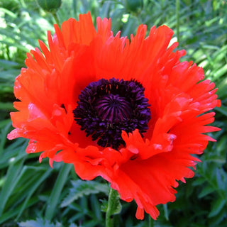 Papaver Orientale Turkenlouis 