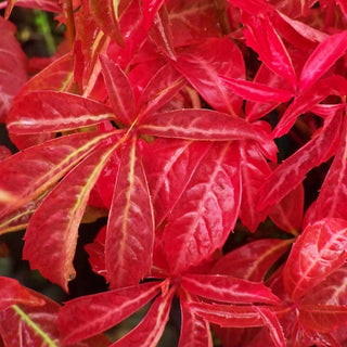 Parthenocissus Henryana