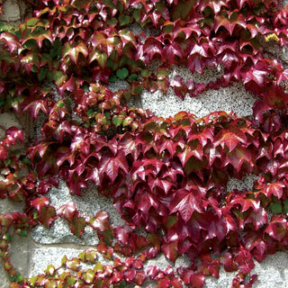 Parthenocissus Englemannii