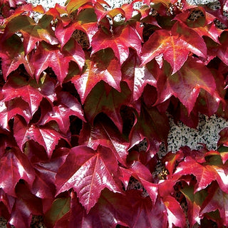 Parthenocissus Veitchii