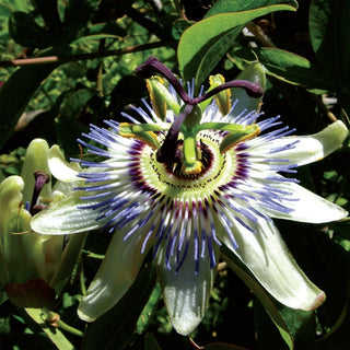 Passiflora Caerulea