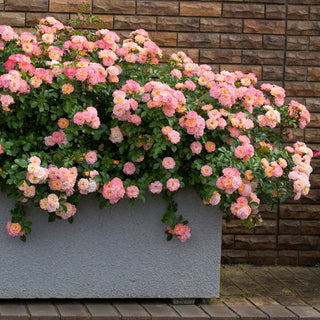 Floral bush in a pot against a brick wall