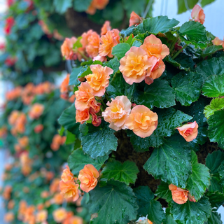 Peach Solenia Begonia Moss Hanging Basket