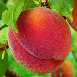 Peach - Prunus persica ‘Allstar’
