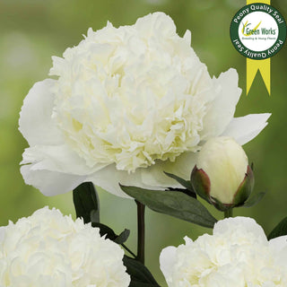 Peony Lancaster Imperial