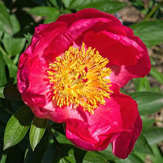 Peony Flame