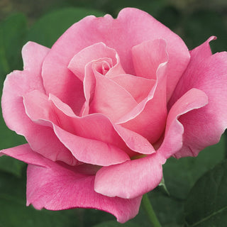 Rose ‘Perfume Delight’