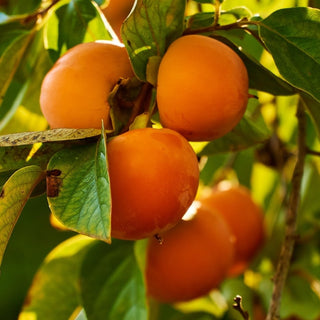 Persimmon - Diospyros kaki ‘Calliope’